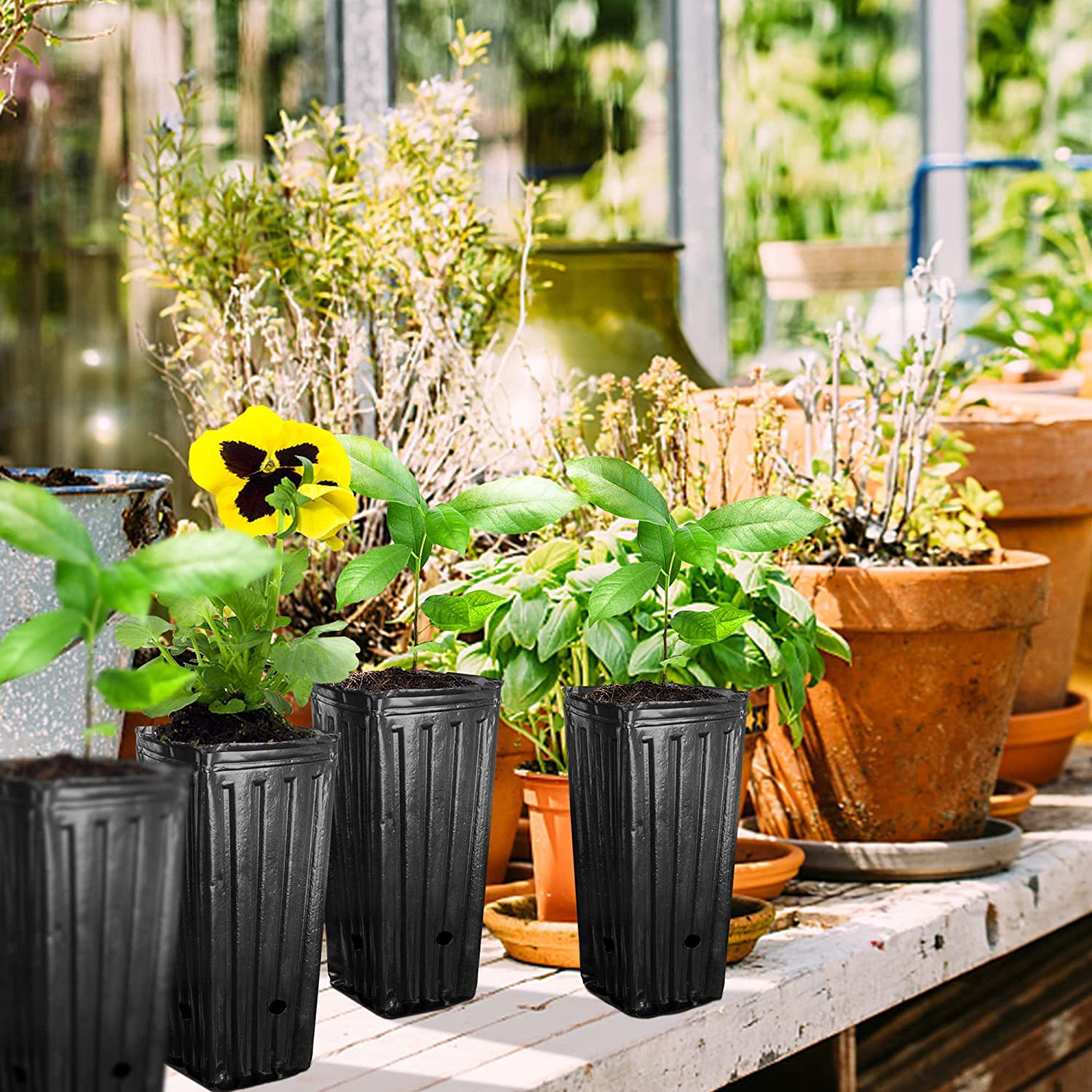 10Pcs Tall Square Plant Seedin - Food Storage Plants recension och pris
