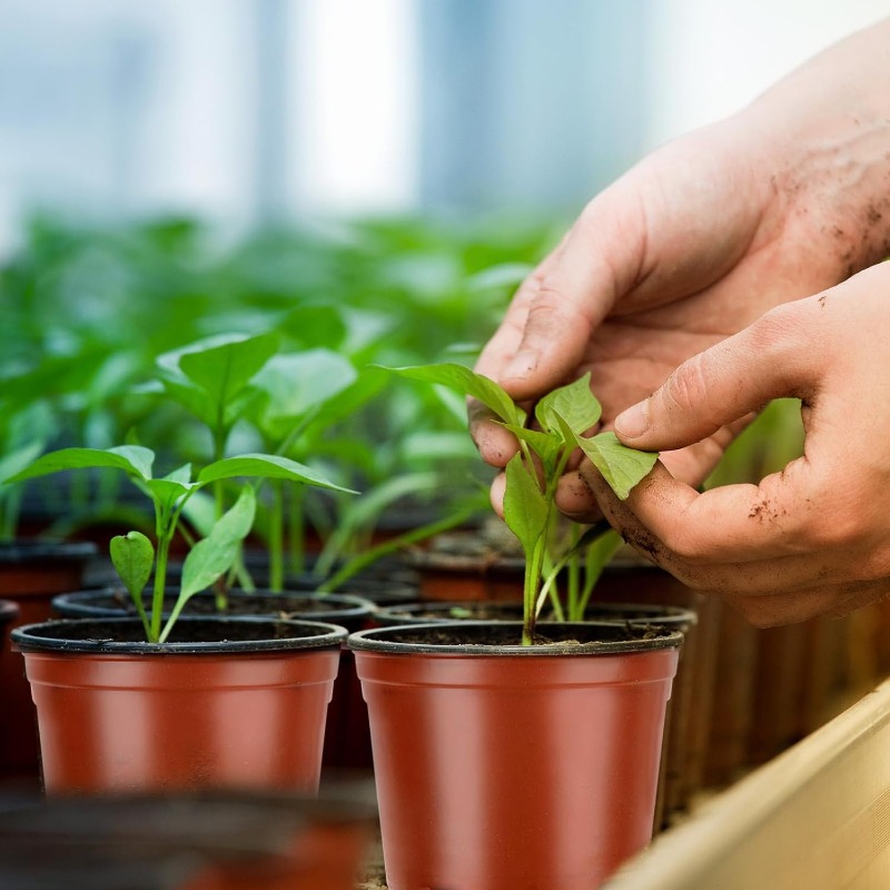 100/20x Seeding Nursery Pot Bl - Food Storage Plants recension och pris